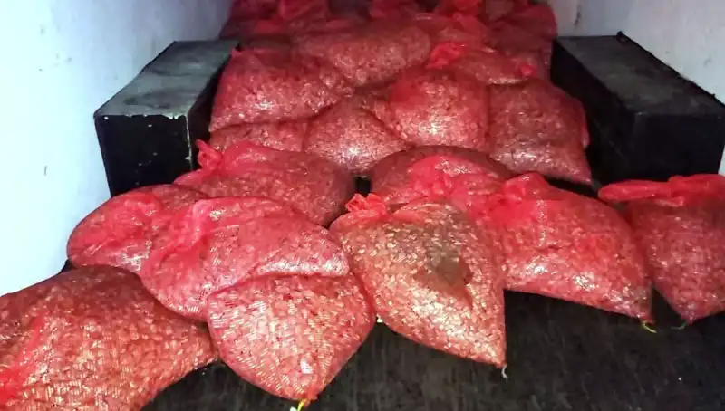 Samsun'da 1,5 Ton Kaçak Midye Operasyonu: Sağlık Tehlikesi Mi?
