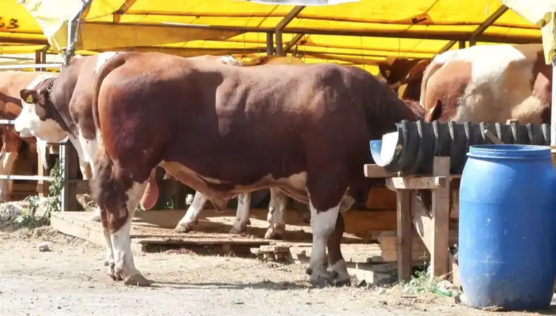 Kurban Pazarları Canlanıyor: Alıcılar ve Satıcılar Heyecanla Bekliyor