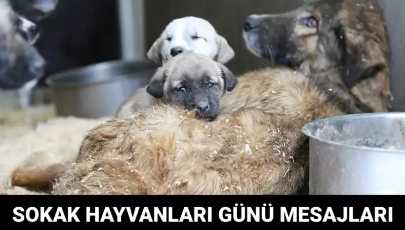 Dünya Sokak Hayvanları Günü: Hayvanlar İçin Umut Dolu Bir Gün