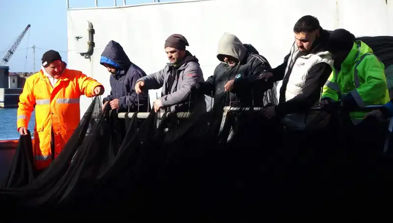 Denizlerde Hamsi Krizi: Balıkçılar Erken Paydos Etti, Nedenleri Neler?