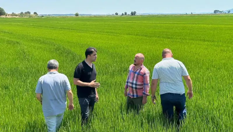 Çeltik Tarlaları Yeşil Deniz: Rekor Hasat Beklentisi Heyecanı