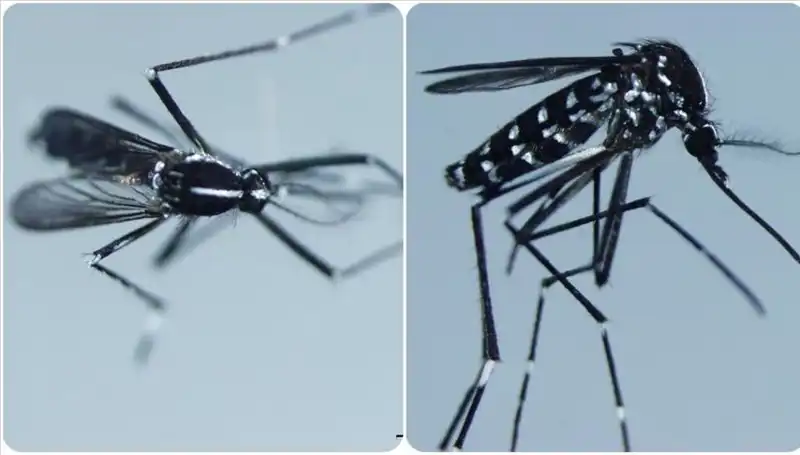 Chikungunya Virüsü Nedir? Belirtileri ve Etkili Önlemler