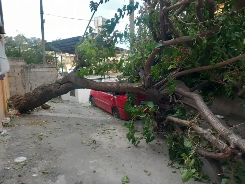 Hatay'da Fırtına Felaketi: Ağaçlar Devrildi, Çatılar Uçtu