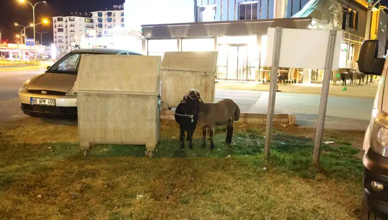 Mor Karaman Koyunları: Yola Düşen Hayvanların Dramı ve İnsani Müdahale İhtiyacı