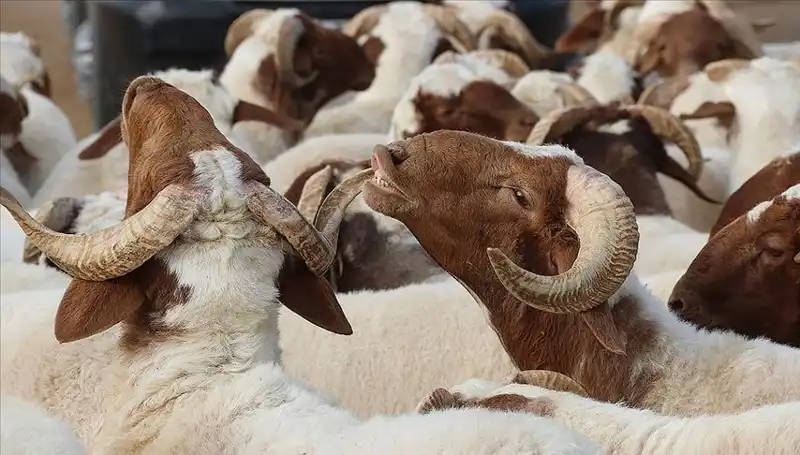 Akika Kurbanı Nedir? Yiyip Yiyemeyeceğinizin Cevabı Burada!