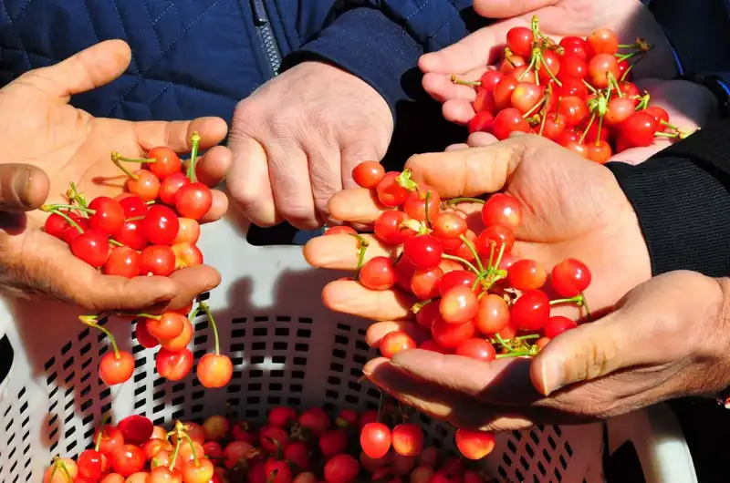 Türkiye'de İlk Kez Üretilen Ürün, Kilosu 3.500 TL'den Satışa Çıktı!