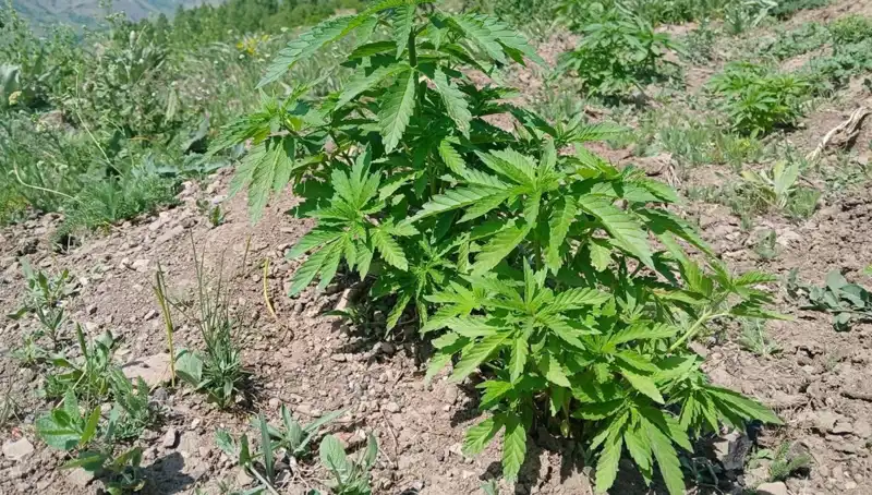 Bingöl'de Sarsıcı Yakalama: Kenevir ve Kaçak Tütün Operasyonu