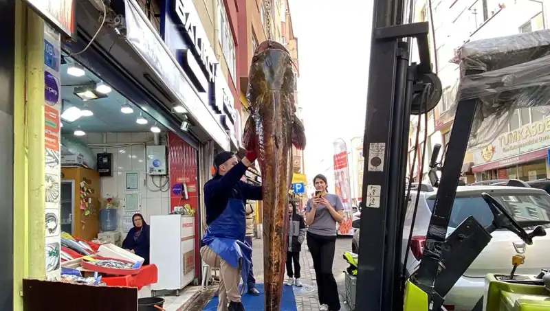 Meriç Nehri'nde Yakalanan Dev Balık: 3 Metre Uzunluğunda ve Satışta!