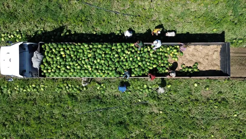 Bafra Ovası'nda 94 Bin 500 Ton Karpuz Rekoltesi Bekleniyor: Tarımın Yeni Yıldızı