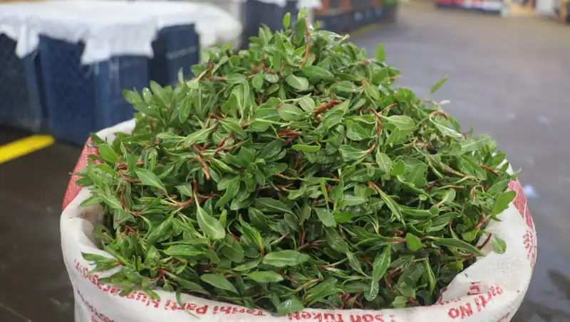 Doğada Ücretsiz Bulunan Şifalı Bitki Neden Pazarda 150 TL?