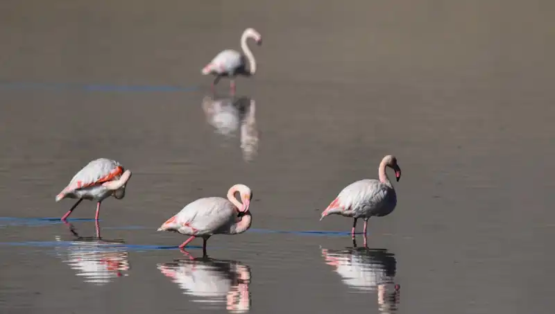 Kuş Cennetindeki Kuraklık Alarmı: Flamingolar Tehlikede!