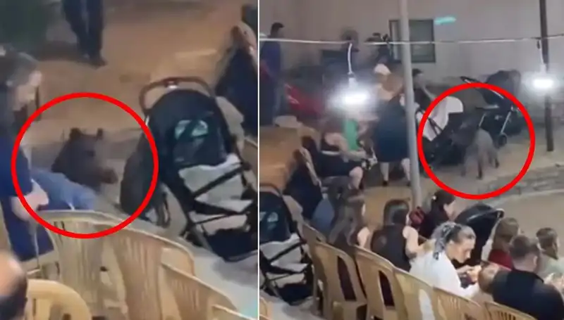 Düğün Töreninde Yaban Domuzu Paniği: Misafirler Ne Yapacağını Şaşırdı