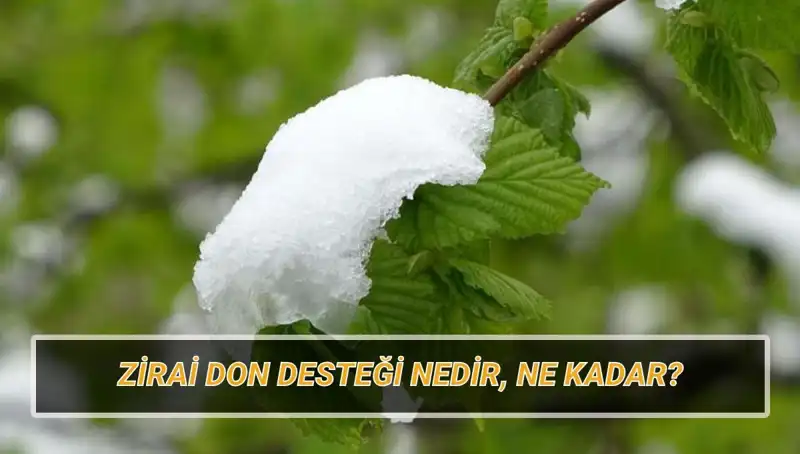 Zirai Don Desteği: Üreticiler İçin Kapsamlı Bilgiler ve Güncel Veriler