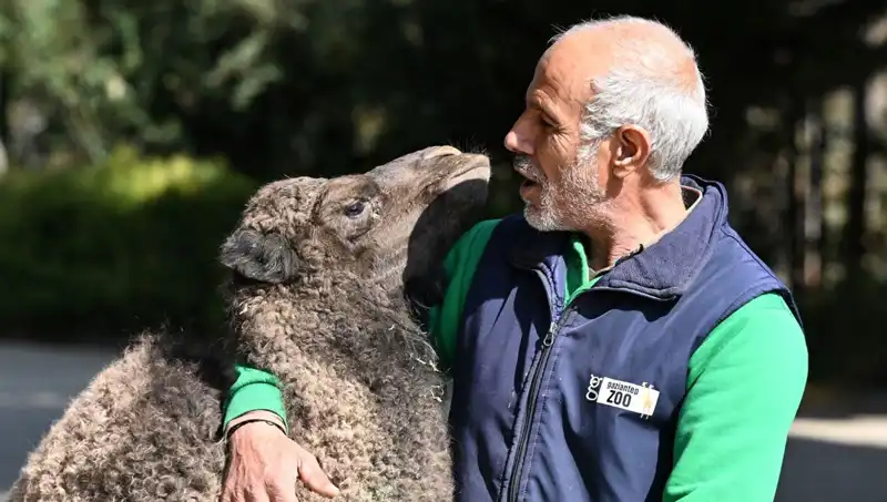 Boncuk'un Anne Şefkatiyle Büyüyen Minik Kahramanı: 4 Litre Süt!