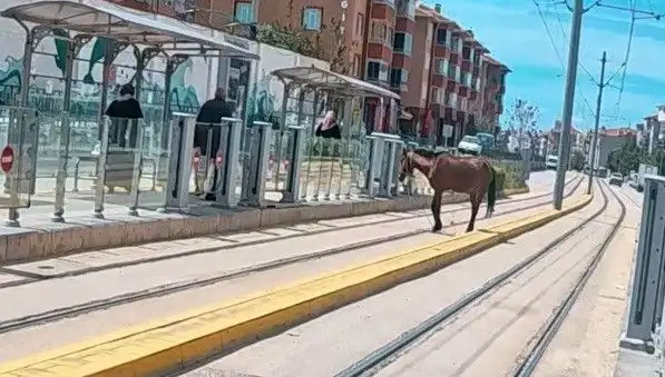 Eskişehir Tramvay Raylarında Başbaşa Kalan At, Şehrin Merkezini Terk Etti mi?