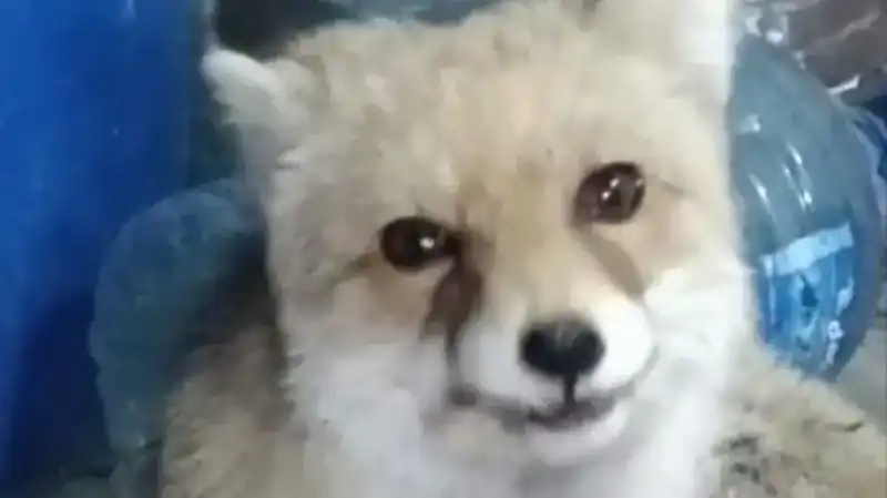 Bahçesine Giren Tilkilere Şefkatle Yaklaştı: Anlarını Paylaştı