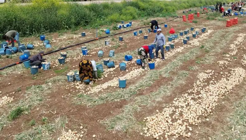Soğan Hasadı Başladı: Fiyatlar Düşüşe Geçti, Pazarları Sarstı!