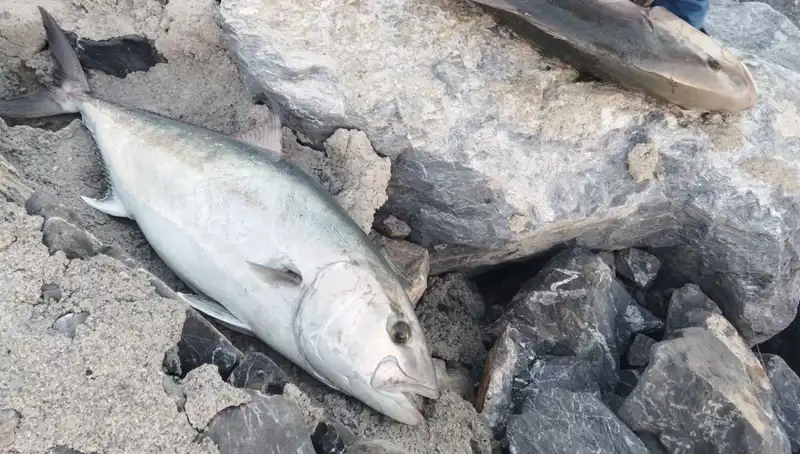 Oltayla Yakaladığı 65 Kiloluk Balığı 18 Bin TL’ye Sattı: Şaşırtan Av Anısı