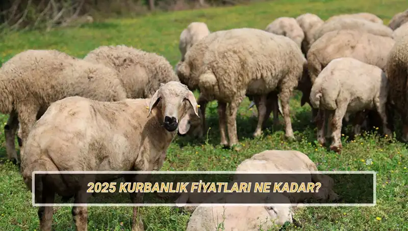 2025'te Kurbanlık Fiyatları: Büyükbaş ve Küçükbaşta Son Durum Nedir?