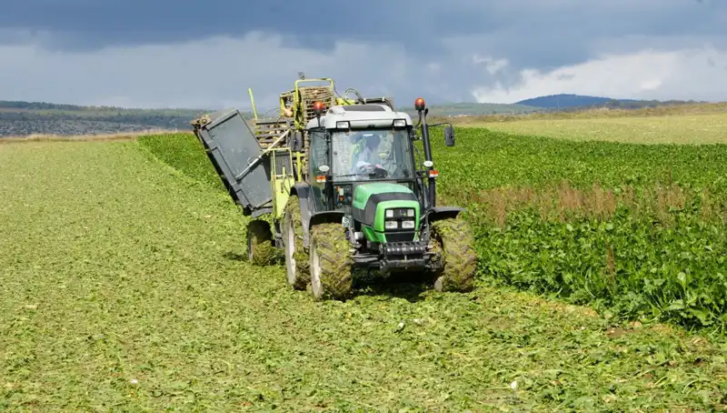 Kastamonu’da Pancar Mesaisi Başladı: Çiftçiler Tarlalara Koştu