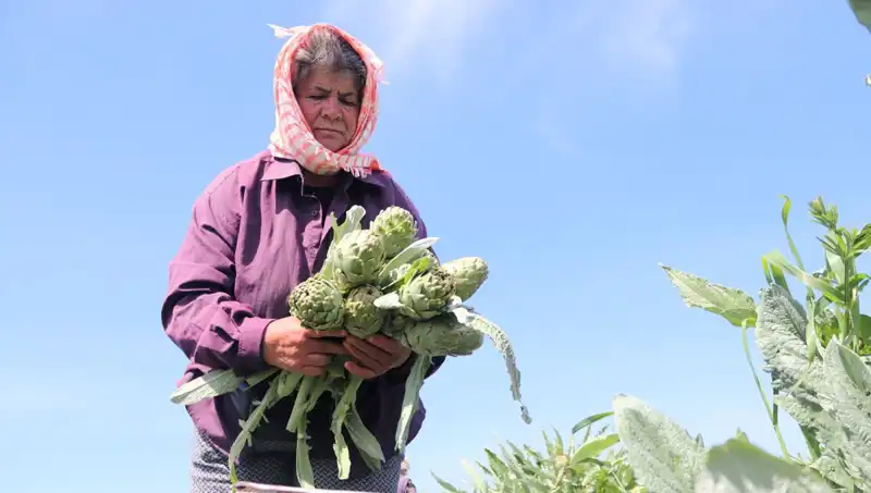 Tarladan Sofralara: Taze Ürünün Tezgah Fiyatı 50 TL’ye Yükseldi!