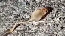 Tunceli'de Eşsiz Bir An: Arap Tavşanı Fark Edildi!