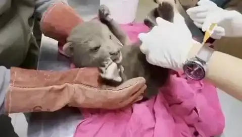Karabük'te Yavru Bozayı Bulundu: Tedavi Süreci ve Koruma Çabaları