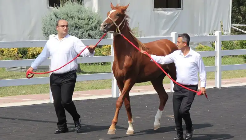 Taşkın Kral, Dünya Rekorunu Kırarak Tarihe Geçti!