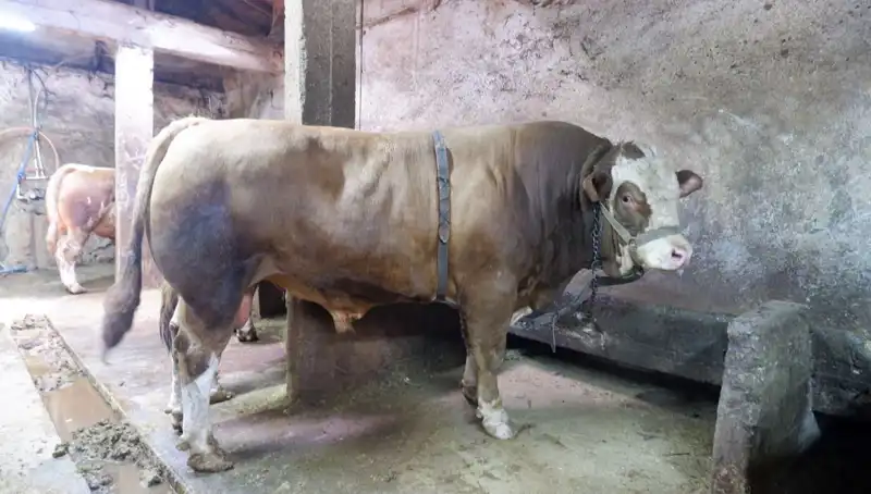 1 Ton 200 Kilo Eşya Satıldı: Fiyatı Duyunca Şok Olacaksınız!