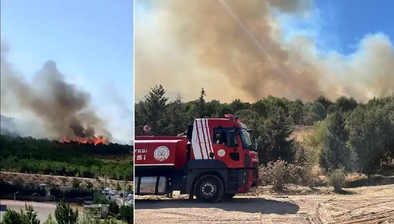 Gebze’deki Orman Yangını: Doğa ve Hayvanlar Tehlikede!