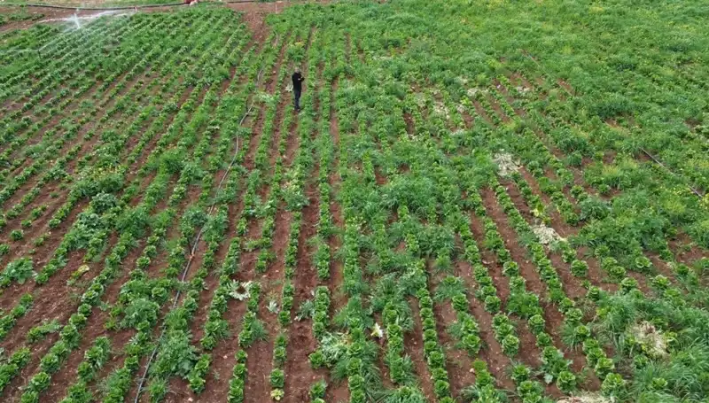 Kuraklık Marul Hasadını Tehdit Ediyor: Çiftçiler Zor Durumda