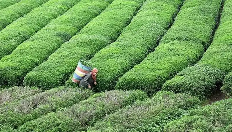 ÇAYKUR Bayramda Yaş Çay Alımına Devam Edecek: Çiftçiler İçin Müjde