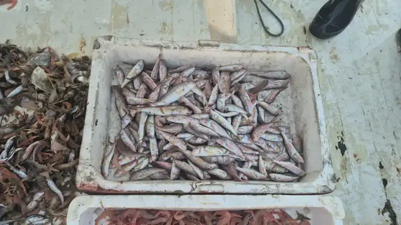 Limana Taptaze Balıklarla Gelen Yerel Avcıların Hikayesi