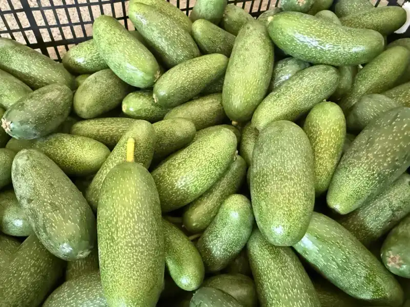 Antalya'nın Ekonomik Yıldızı: Yüksek Rekolteli Ürünler Dünyaya Açılıyor