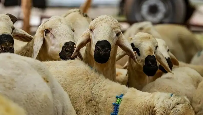 2025 Kurban Bayramı: Kurban Kesmek Farz Mı, Zorunlu Mu?