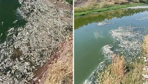 Karasu Çayı'ndaki Gizemli Balık Ölümleri: Nedenleri ve Sonuçları Açıklanıyor