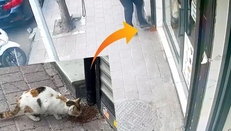 Kedilerin Mamalarını Dağıttıktan Sonra Kaçan Gizemli Bir Vahşi Hayvan
