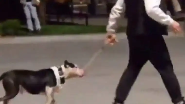 Ağızlıksız Pitbull’un Saldırısı: Sahibine Kesilen Cezanın Ardındaki Gerçekler