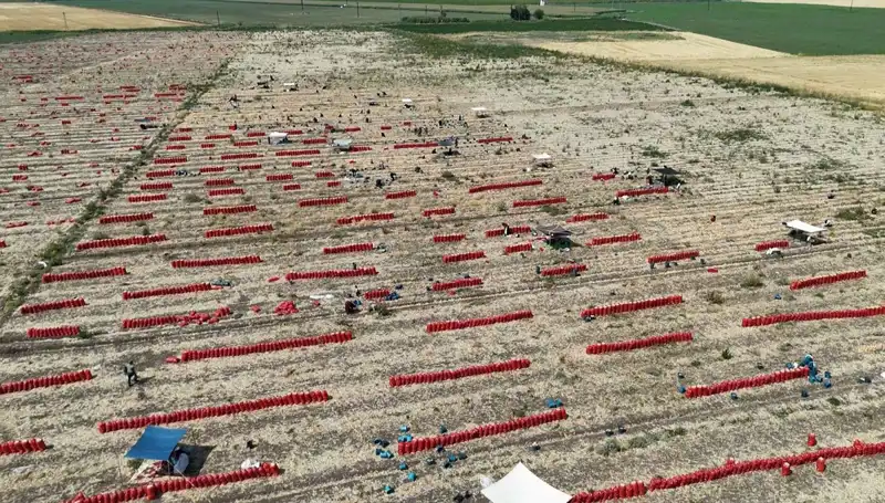 Tarlada Mevsimsel Kriz: Domates Fiyatları 5 TL’ye Düştü ve Çiftçiler Zorlu Bir Süreç İçinde
