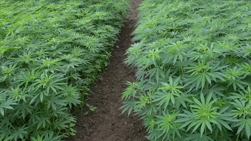 Kenevir Yetiştiriciliğinde Tarihi Adım: 21 İl İçin Yeni Karar Açıklandı