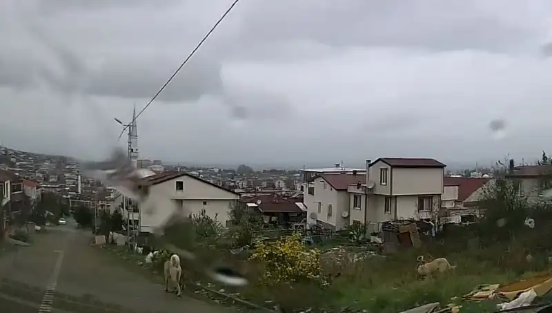 Sahipsiz Köpeklerin Saldırısıyla Büyükanne ve Torunu Kabus Geçirdi