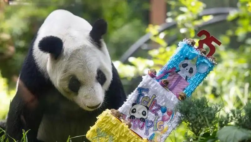 Dev Panda Xin Xin, Duygusal Bir Törende 35. Yaşını Kutladı