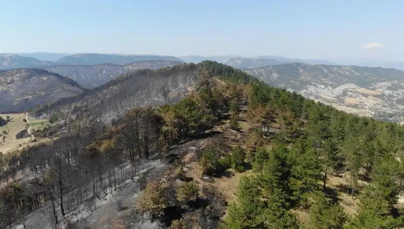 Bolu'da Doğaya 5 Milyon Fidan Daha Kazandırılıyor!