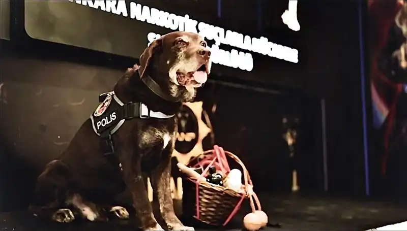 Narkotik Köpeği Toma'nın 11 Yıllık Başarı Hikayesi ve Emekliliği