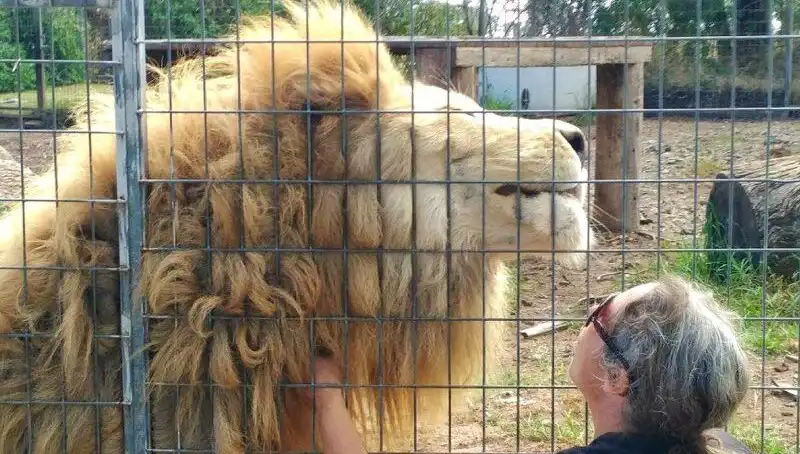 Avustralya'da Aslan Saldırısı: Kafesin İçinden Kadının Kolunu Kopardı!