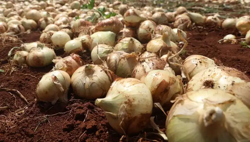 Hatay'da Soğan Hasadı Ne Zaman Başladı? Çiftçiler Mutlu!