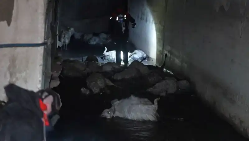 Keskin Koku Alanda Onlarca Hayvanın Ölümüne Yol Açtı