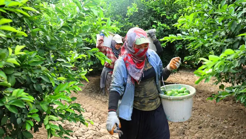 Marketlerdeki Patates Fiyatları Düşer mi? Hasat Zamanı Geldi!